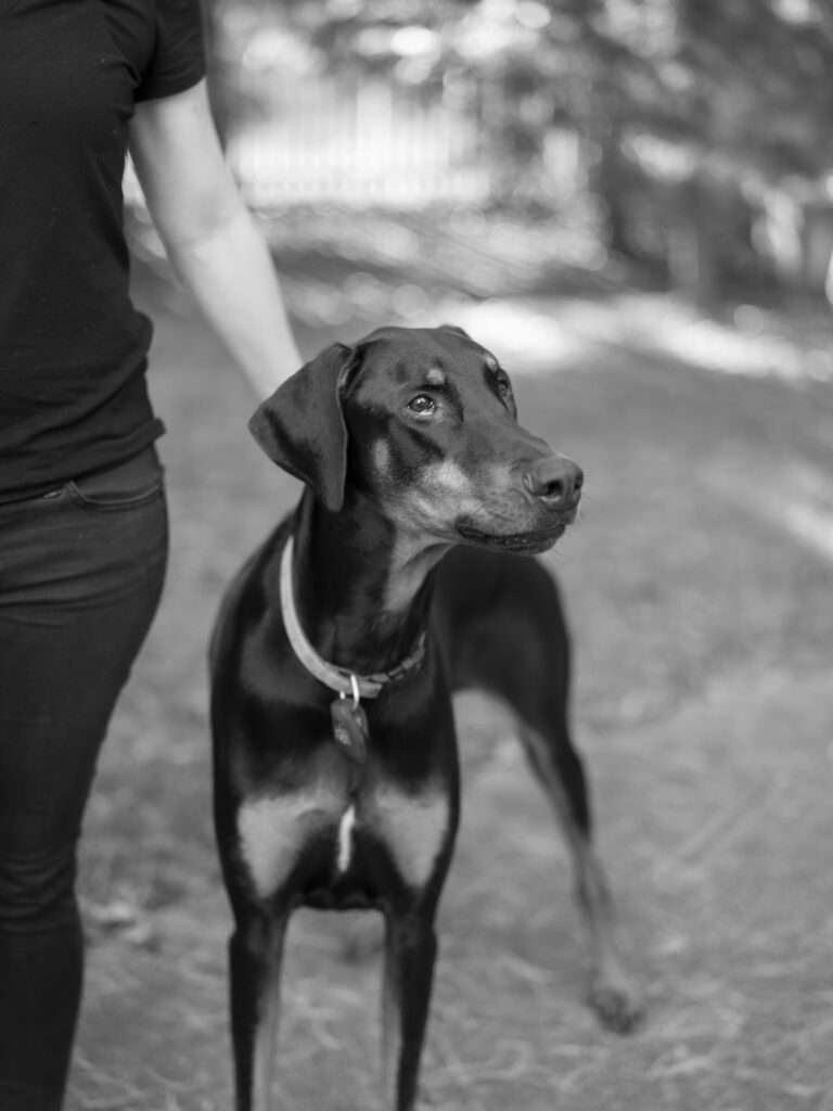 Columbus wedding photographer Hunter Harrison's dog, Nutmeg, photographed in 2019